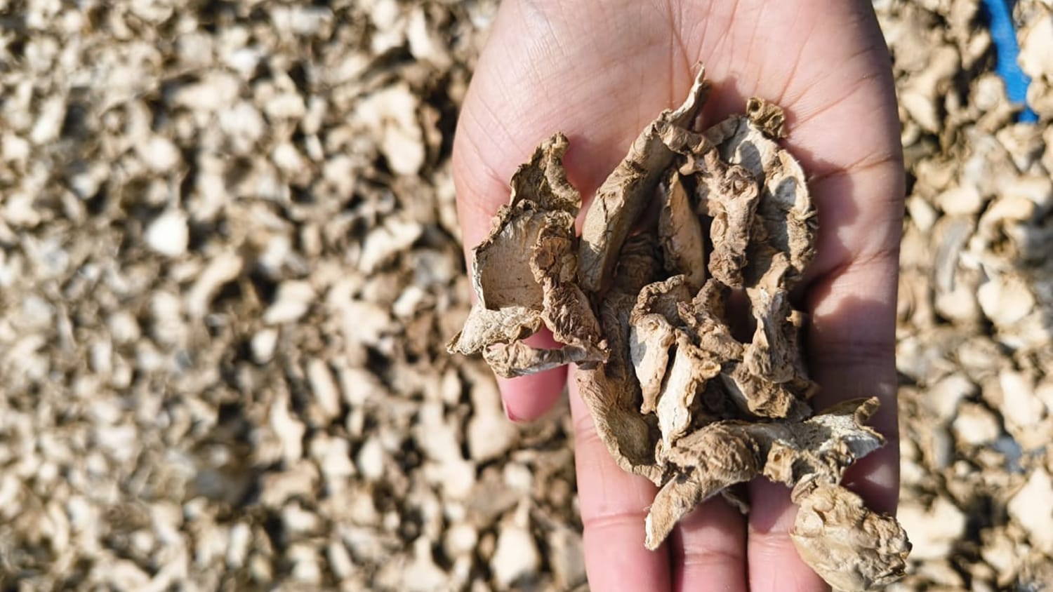 Agriculture / Allied